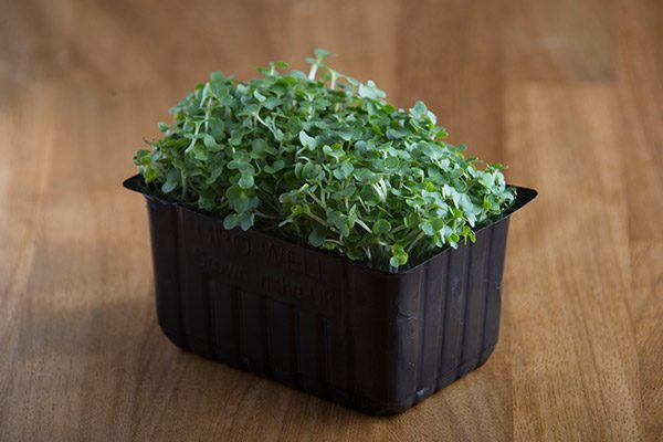 Cress